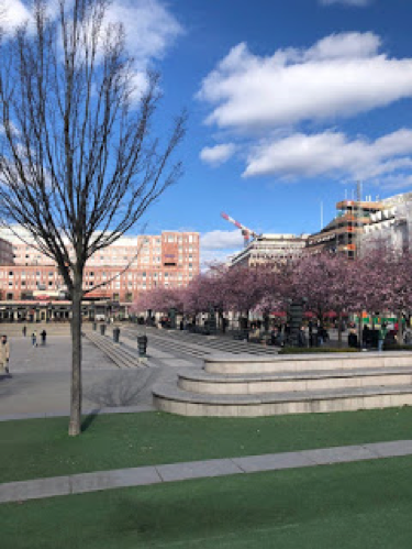 A lot of people taking pictures under the cherry blossoms at Kungsträdgården in Stockholm.